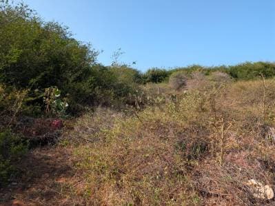 Terreno en el Cardón ideal para desarrollo de proyecto en Antolín del Campo - photo 5